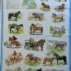 Horses And Ponies of the British Isles Poster, Guide to British Horse Breeds
