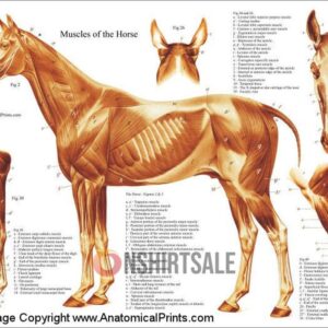 Muscles of the Horse Anatomy Poster, Detailed Guide to Equine Muscle Structure and Function