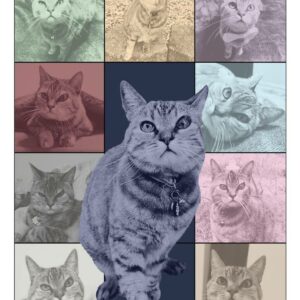Pop Art Cat Collage Print,  Unique Multi Color Cat Photography Art  Cat Lover Gift
