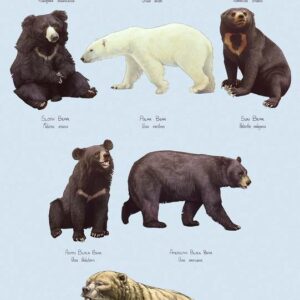 Bear Species Chart Poster Guide to Different Bear Species with Scientific Names