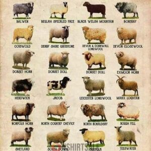 Breeds of Sheep Poster, Guide to Popular Sheep Breeds