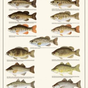 Freshwater Bass of North America Poster, Guide to 12 Bass Species with Identification Information