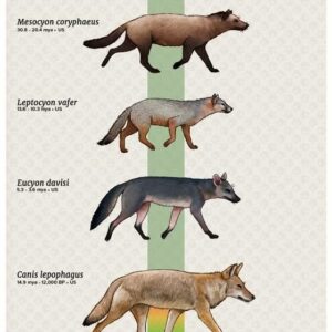 Funny Dog Evolution Poster, A Bunch of Doggos Timeline Chart, Educational Canine Wall Art for Dog Lovers &Science Fans