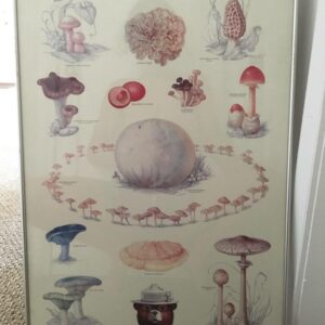 Mushroom Identification Poster, Have Fungi But Be Careful with Toxic Mushroom Guide