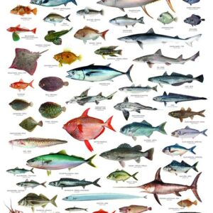 New Zealand Seafood Chart Poster, Guide to Fish, Shellfish, and Marine Life