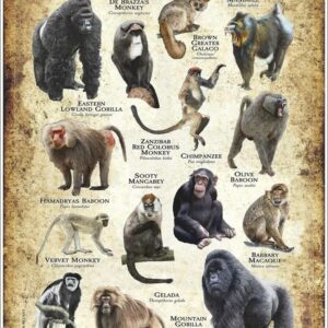 Primates of Africa Poster, Guide to African Monkey and Gorilla Species