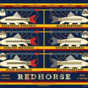 Redhorse Fish Species Identification Poster, Educational Guide to Different Redhorse Species