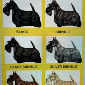 Scottish Terrier Colors Poster Guide to Scottie Dog Coat Types