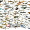 Shark Species Chart Poster, Guide to Various Shark Types with Scientific Names
