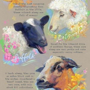 Sheep Breeds Poster, Guide to Suffolk, Cotswold, and Cameroon Sheep with Fun Facts