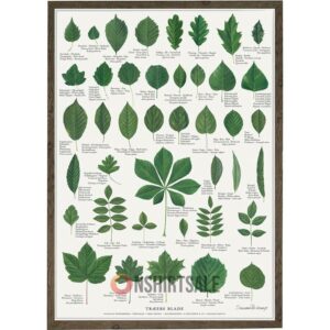 Tree Leaf Identification Poster, Guide to Different Tree Leaves and Their Varieties